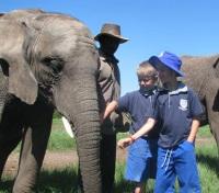 Elephant Interaction